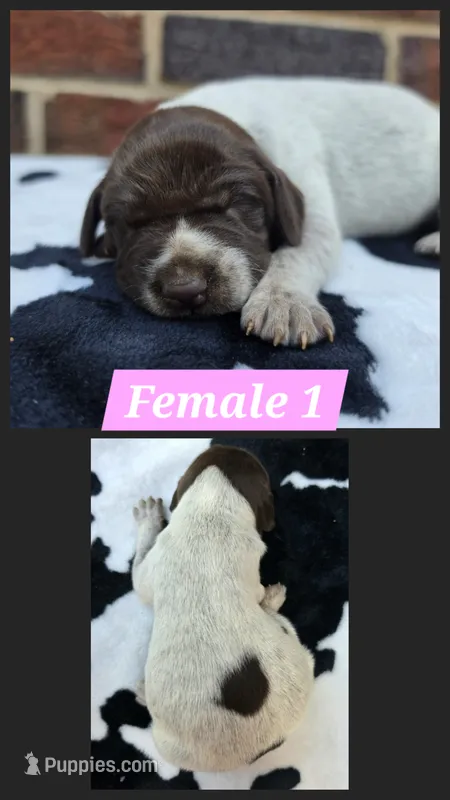 Female 1 – German Shorthaired Pointer puppy for sale in Penhook, VA