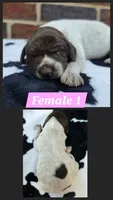 Female 1, a female German Shorthaired Pointer for sale in Penhook, VA – 1 of 4