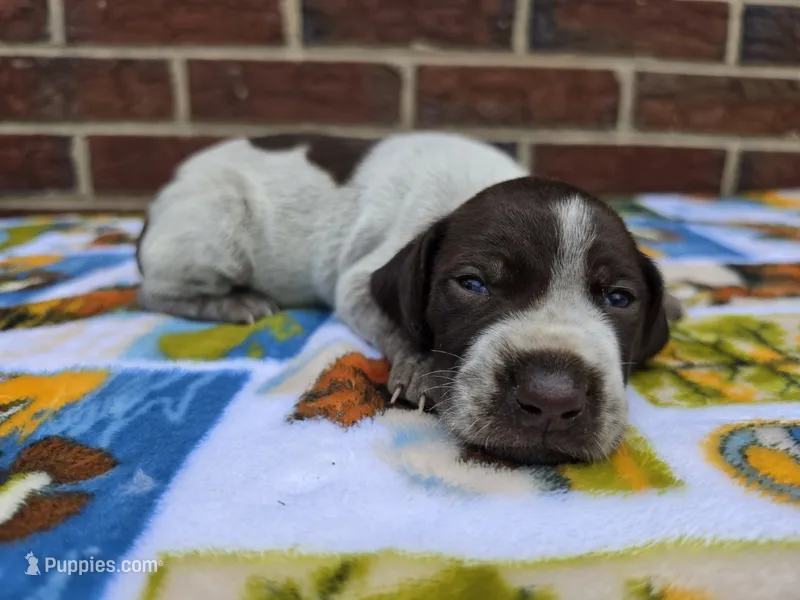 Male 1 – German Shorthaired Pointer puppy for sale in Penhook, VA