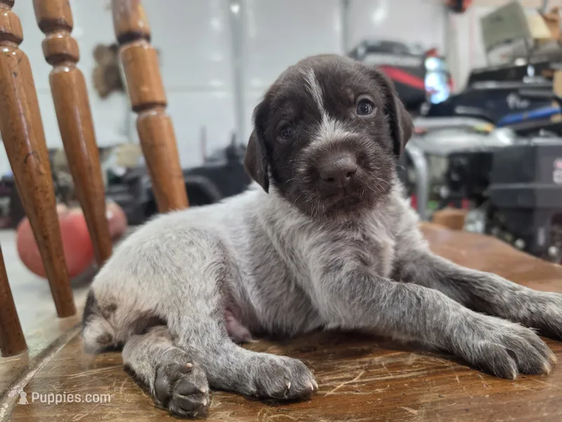 akc Gwp – German Wirehaired Pointer puppy for sale in Penhook, VA