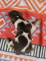 Male 5, a female German Shorthaired Pointer for sale in Penhook, VA – 7 of 7