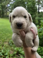 Male 2, a male Great Pyrenees and Golden Retriever for sale in Penhook, VA – 4 of 5