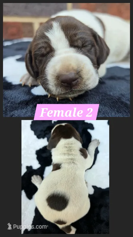 Female 2 – German Shorthaired Pointer puppy for sale in Penhook, VA