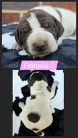 Female 2, a female German Shorthaired Pointer for sale in Penhook, VA – 1 of 4