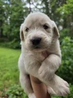 Male 1, a male Great Pyrenees and Golden Retriever for sale in Penhook, VA – 1 of 4