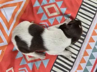 Male 1, a female German Shorthaired Pointer for sale in Penhook, VA – 4 of 6