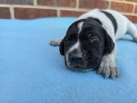 Male 4, a male German Shorthaired Pointer for sale in Penhook, VA – 3 of 7