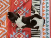 Male 3, a female German Shorthaired Pointer for sale in Penhook, VA – 5 of 7