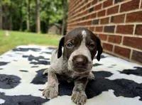 Male 1, a male German Shorthaired Pointer for sale in Penhook, VA – 5 of 5