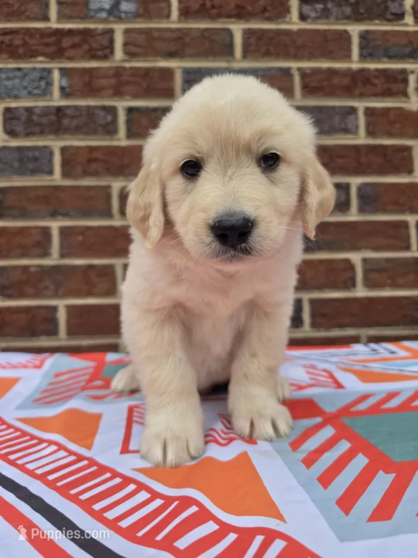 Male 1 – Great Pyrenees, Golden Retriever puppy for sale in Penhook, VA