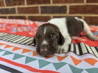 Male 3, a female German Shorthaired Pointer for sale in Penhook, VA – 4 of 7