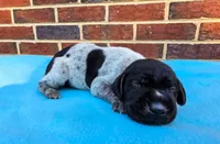 Male 2, a male German Shorthaired Pointer for sale in Penhook, VA – 5 of 8