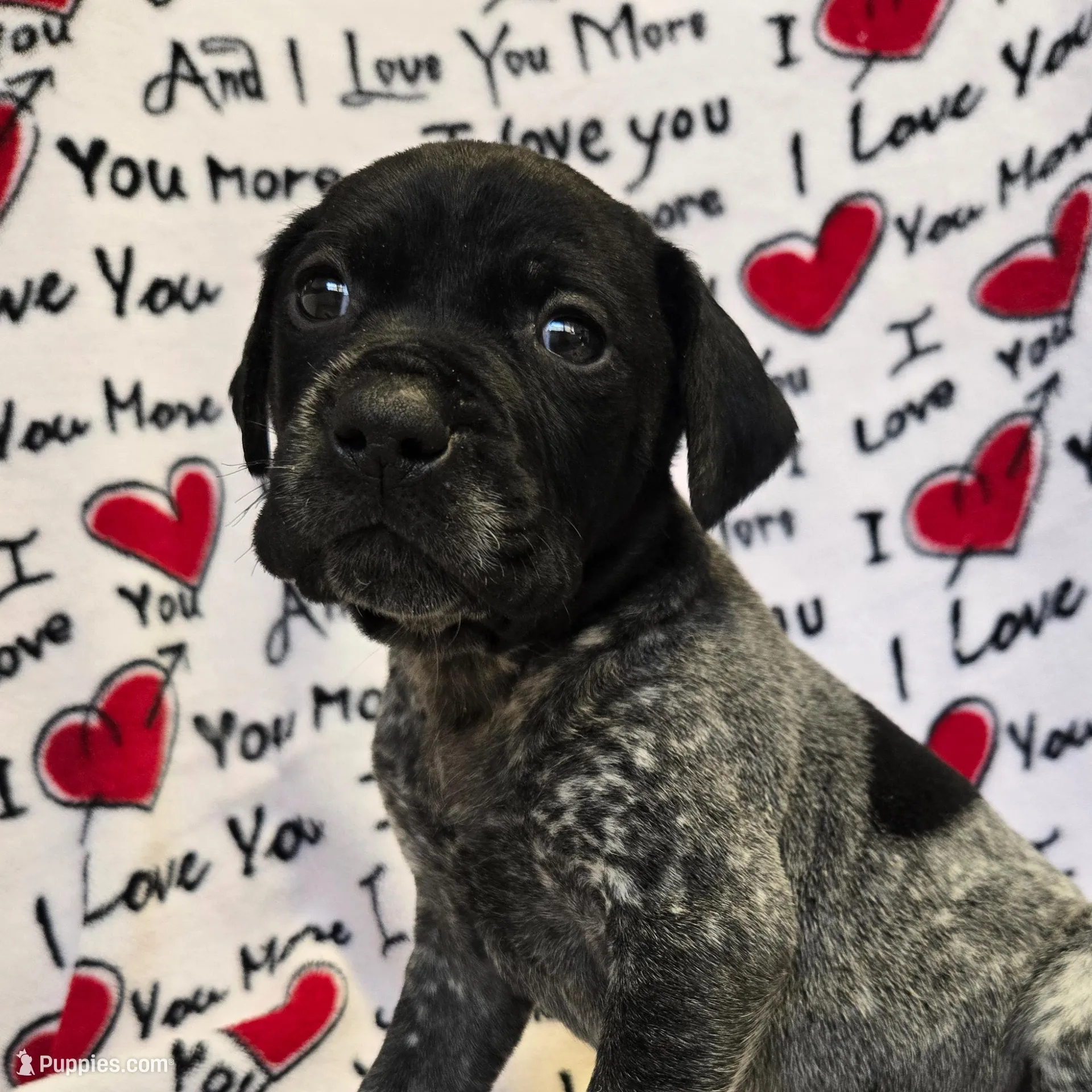 Due early May, a  German Shorthaired Pointer for sale in Penhook, VA – Photo 4 of 4