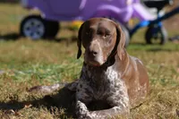 Due early May, a  German Shorthaired Pointer for sale in Penhook, VA – Photo 3 of 4