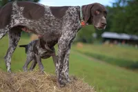 Due early May, a  German Shorthaired Pointer for sale in Penhook, VA – Photo 2 of 4