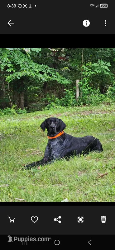 Due early May – German Shorthaired Pointer puppy for sale in Penhook, VA