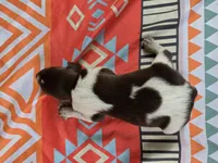 Male 3, a female German Shorthaired Pointer for sale in Penhook, VA – 7 of 7