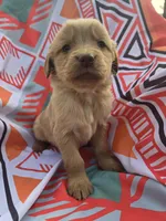 Red girl, a female Golden Retriever for sale in Penhook, VA – Photo 3 of 4