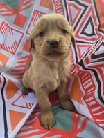 Red girl, a female Golden Retriever for sale in Penhook, VA – Photo 4 of 4