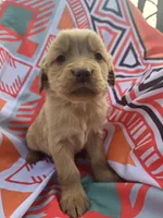 Red girl, a female Golden Retriever for sale in Penhook, VA – Photo 1 of 4