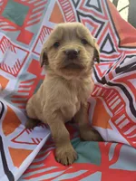 Red girl, a female Golden Retriever for sale in Penhook, VA – Photo 2 of 4