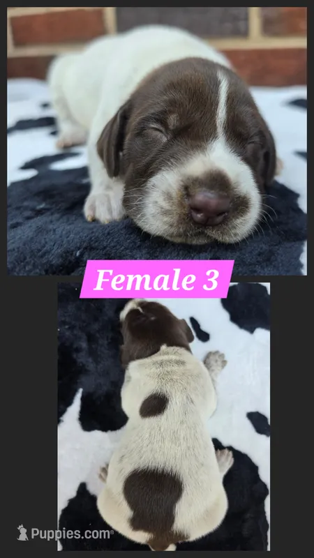 Female 3 – German Shorthaired Pointer puppy for sale in Penhook, VA