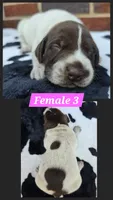 Female 3, a female German Shorthaired Pointer for sale in Penhook, VA – 1 of 5