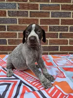 AKC Male, a male German Shorthaired Pointer for sale in Penhook, VA – 3 of 8