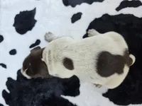 Female 3, a female German Shorthaired Pointer for sale in Penhook, VA – 4 of 5