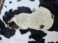 Female 4, a female German Shorthaired Pointer for sale in Penhook, VA – 2 of 6
