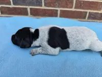 Male 4, a male German Shorthaired Pointer for sale in Penhook, VA – 6 of 7