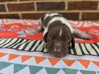 Male 5, a female German Shorthaired Pointer for sale in Penhook, VA – 4 of 7