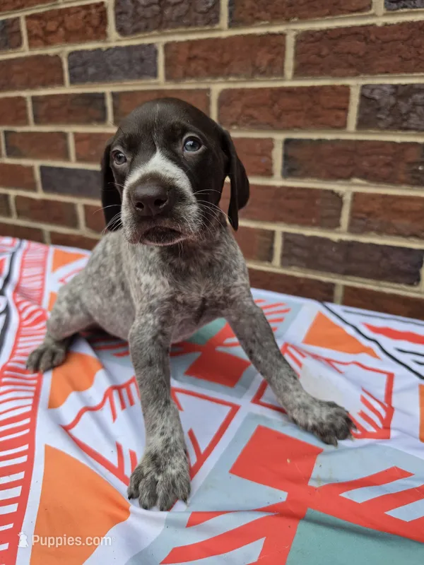 Female 3 – German Shorthaired Pointer puppy for sale in Penhook, VA