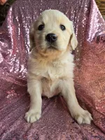 Female 1, a female Golden Retriever and English Cream Golden Retriever for sale in Penhook, VA – Photo 3 of 4