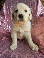 Female 1, a female Golden Retriever and English Cream Golden Retriever for sale in Penhook, VA – Photo 4 of 4