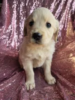 Female 1, a female Golden Retriever and English Cream Golden Retriever for sale in Penhook, VA – Photo 2 of 4