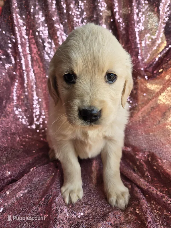 Female 1 – Golden Retriever, English Cream Golden Retriever puppy for sale in Penhook, VA