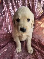 Female 1, a female Golden Retriever and English Cream Golden Retriever for sale in Penhook, VA – Photo 1 of 4