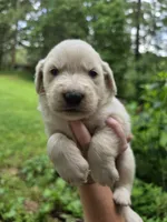Male 2, a male Great Pyrenees and Golden Retriever for sale in Penhook, VA – 3 of 5