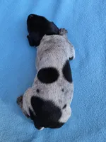 Male 2, a male German Shorthaired Pointer for sale in Penhook, VA – 6 of 8