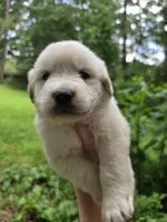 Male 3, a male Great Pyrenees and Golden Retriever for sale in Penhook, VA – 3 of 4