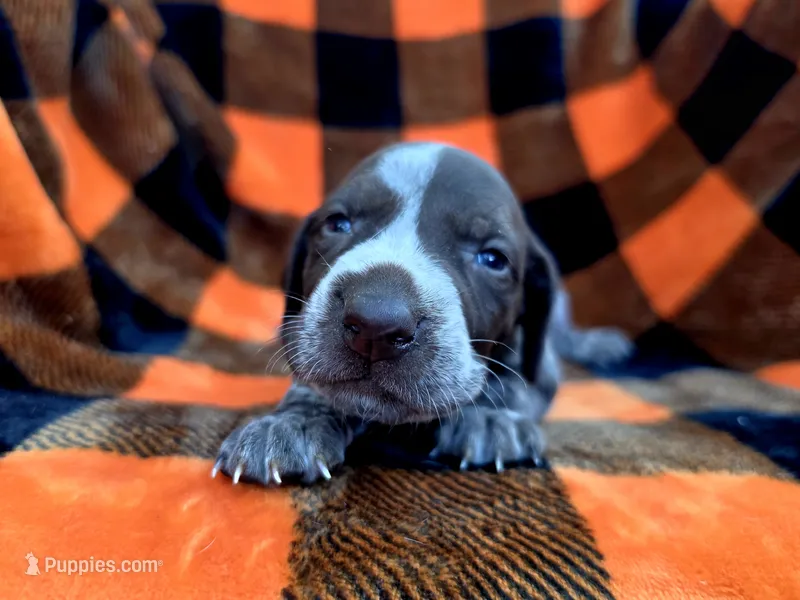 Female 4 – German Shorthaired Pointer puppy for sale in Penhook, VA