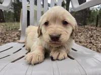 Red Male, a male Golden Retriever for sale in Penhook, VA – Photo 2 of 5