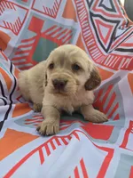Red Male, a male Golden Retriever for sale in Penhook, VA – Photo 5 of 5