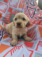 Red Male, a male Golden Retriever for sale in Penhook, VA – Photo 3 of 5