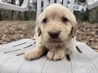 Red Male, a male Golden Retriever for sale in Penhook, VA – Photo 1 of 5