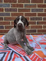 AKC Male, a male German Shorthaired Pointer for sale in Penhook, VA – 6 of 8