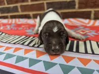 Male 1, a female German Shorthaired Pointer for sale in Penhook, VA – 3 of 6