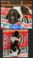 Male 3, a female German Shorthaired Pointer for sale in Penhook, VA – 1 of 7