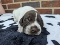 Female 3, a female German Shorthaired Pointer for sale in Penhook, VA – 3 of 5